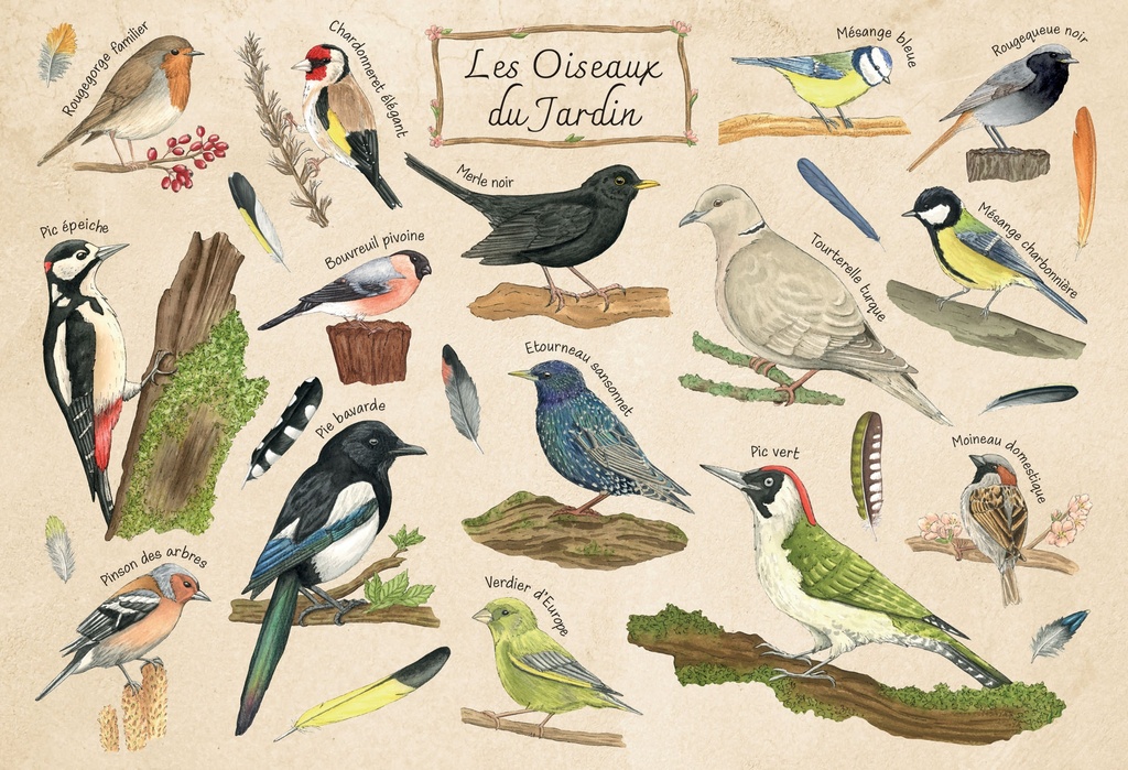 PMW-Les-oiseaux-du-jardin