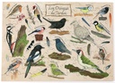Puzzle-Les-oiseaux-du-jardin-100