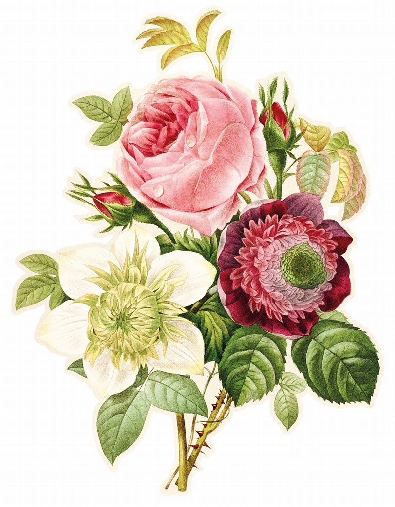 PMW-Rose-anémone-et-clématite