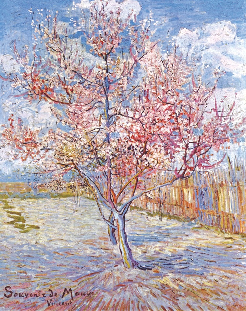 PMW-Souvenir-de-Mauve
