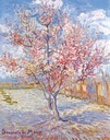 PMW-Souvenir-de-Mauve
