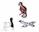 Puzzle-enfant-Animaux-en-folie-24