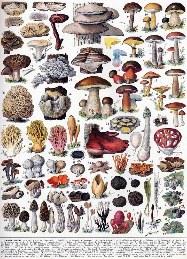 PMW-Les-Champignons