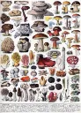 PMW-Les-Champignons