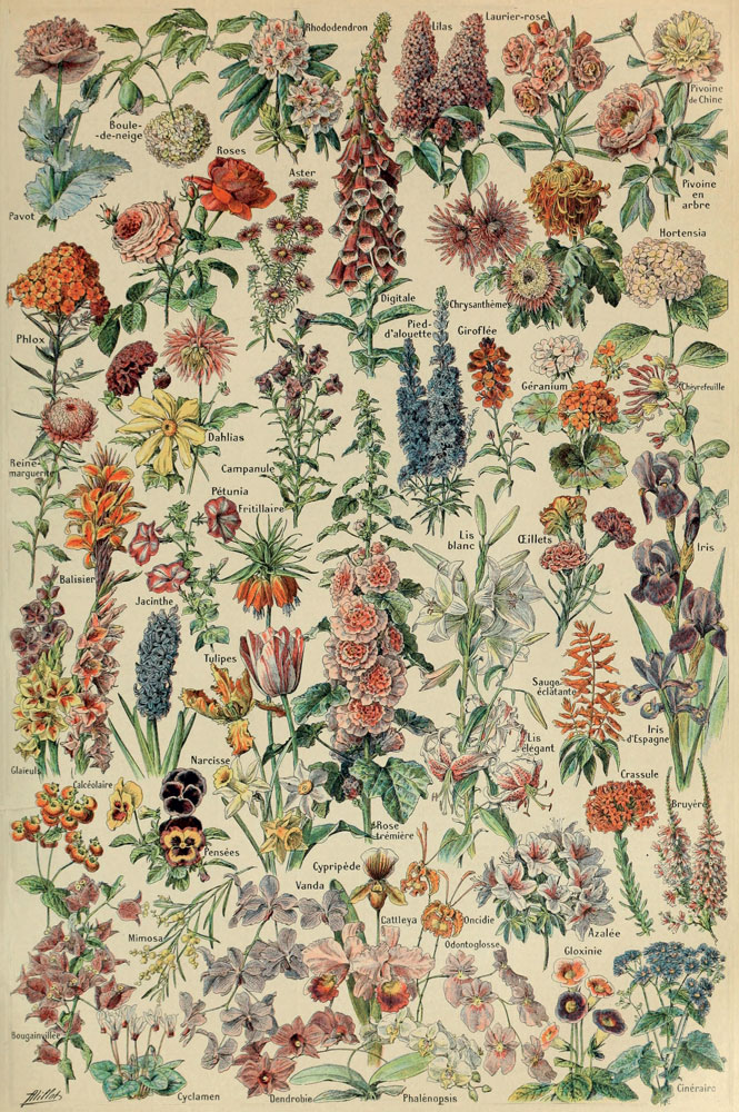 PMW-Fleurs-pour-tous