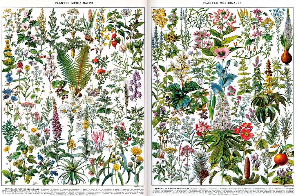 PMW-Plantes-médicinales
