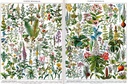 PMW-Plantes-médicinales