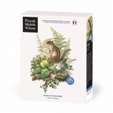 CHIPMUNK AND FERNS
